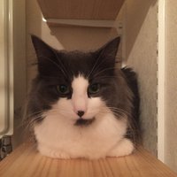 ノイズ (@noise8010) 's Twitter Profile