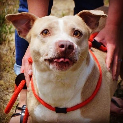 MBAWshelter's profile picture. Macon Bibb Animal Welfare 4214 Fulton Mill Rd, Macon Ga 478-621-6791