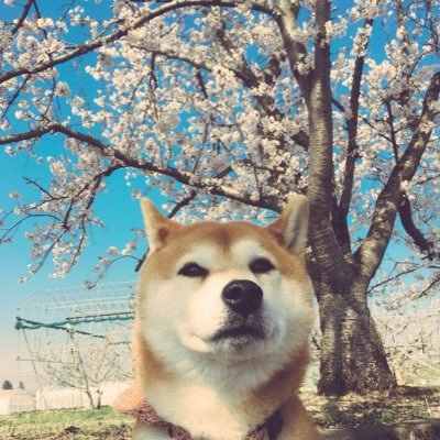 jun798's profile picture. 好き→山、山形百名山、珈琲、駅伝、温泉、ダリヤ、柴犬2024.3.30 (ラリー︎︎ ♀16歳2ヶ月で永眠)、ぶらり旅、どっか面白いとこさがし。うまいもんさがし。 ひょうたんランプ。2016.8/10→11、富士山登頂！ 2019.2022鳥海山登頂！ 山形百名山今年は54座目から。