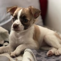 Calico🐾 (@calicothedoggo) 's Twitter Profile
