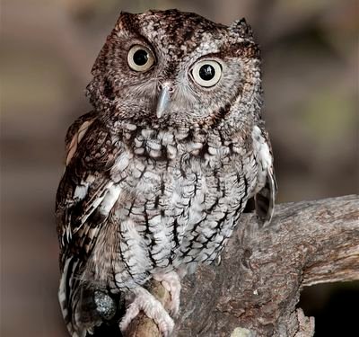 The Clearwater Audubon Society sponsors the raptor program at Moccasin Lake.  Programs meet community needs and raise awareness of Audubon.