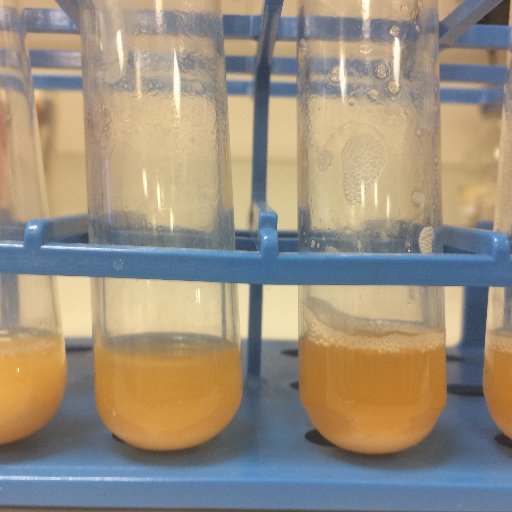 Over 10 labs working on all things fungal - from model yeasts to human and plant pathogenic fungi