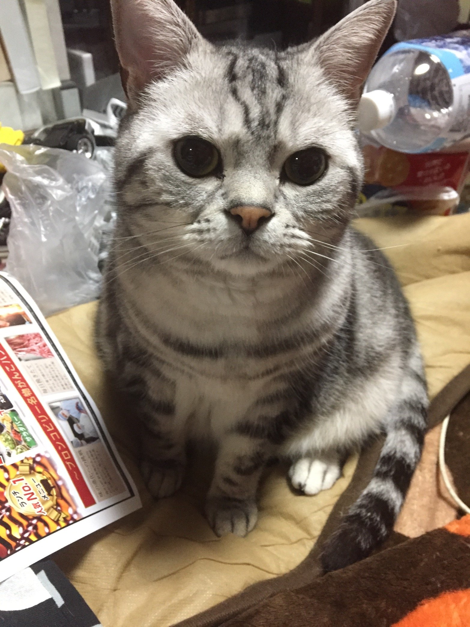 雑種のネコ🐱 縁あって保護した猫です。この子が来てから猫好きになりました😆 Twitter初めたばかりのなのでよくわかっていないです💦