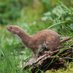 Stefan Morris (@wildlifestef) Twitter profile photo Stefan Morris (@wildlifestef) Twitter profile photo