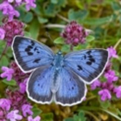 The Somerset and Bristol branch of Butterfly Conservation. Saving butterflies, moths and our environment. See our website for events and more information.