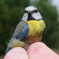 Oli Beacock (@oli_beacock) 's Twitter Profile