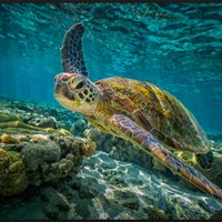 CryptoTurtle (@daytradercarlos) 's Twitter Profile
