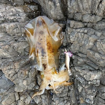 km281000's profile picture. 釣り、音楽26ers、酒、メシ、アニメ、サップ、ギャンブル少々、筋トレ初心者