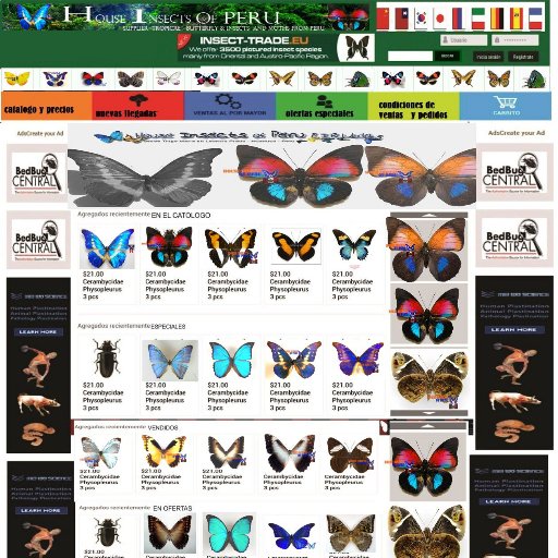 Supplier Butterfly _insects -Moths .Tropical amazon from peru , in material disecads in envelope triangule -bulk insects , sell and buy 😎