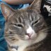 CHONK (@emiliochunko) Twitter profile photo CHONK (@emiliochunko) Twitter profile photo