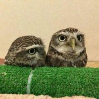 アオモラーNF浅瀬 (@aomoraa) Twitter profile photo