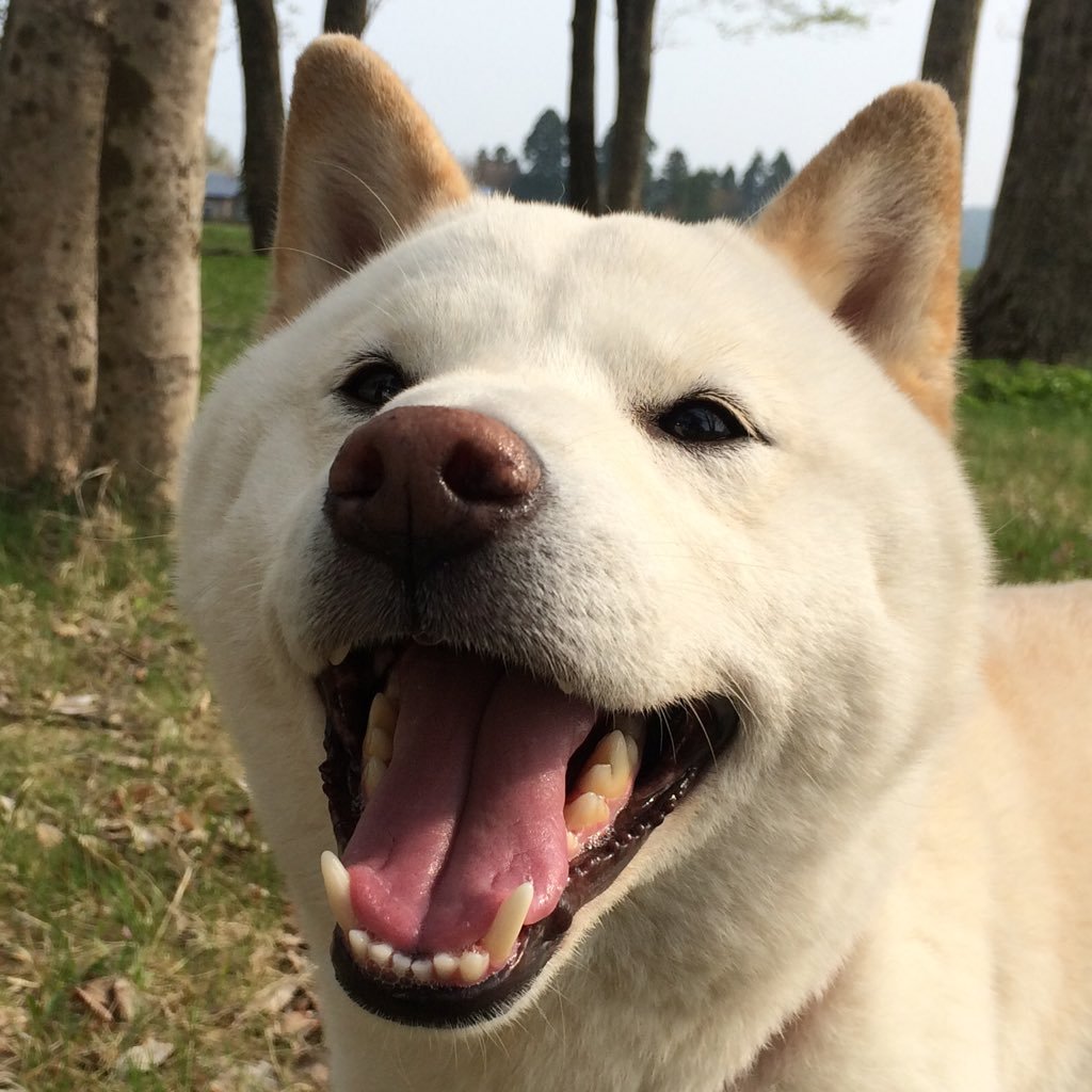 taguzu's profile picture. ギター弾いたり焚き火したり散歩したり酒飲んでたり。最近胃もたれがツライです。Die like A Mayflyなるどんよりメタルバンドしてます