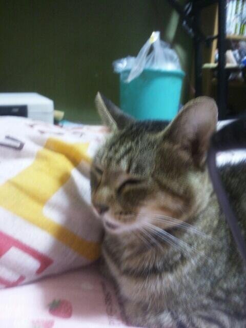 b_akazawa's profile picture. 猫