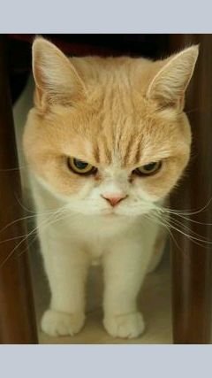 猫がすき(=^ェ^=)だけど、アレルギーで、飼えない(;O;)　せめて、見たい…お願いしますm(._.)m