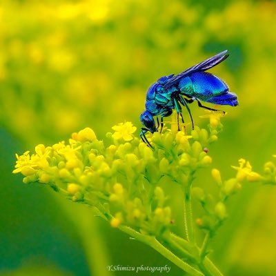生物写真家。主に昆虫。サブで野鳥。図鑑で見た憧れの生き物をすべて撮影するまで死ねません笑。日本自然科学写真協会(SSP)会員。お仕事のご依頼があればDMいただけると嬉しいです。