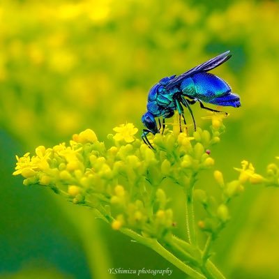 生物写真家。主に昆虫。サブで野鳥。図鑑で見た憧れの生き物をすべて撮影するまで死ねません笑。日本自然科学写真協会（SSP）会員。お仕事のご依頼があればDMいただけると嬉しいです。