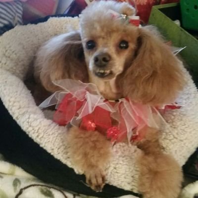 Former Resource Specialist (worked with children with learning differences) ♡ all animals
Birthday: Bastille Day
#Resist
#neveragain