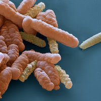 Tuebingen Geomicrobiology (@geomicrotueb) 's Twitter Profile