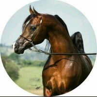 الريم (@r_aa_5) 's Twitter Profile