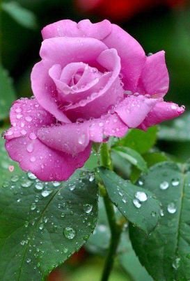 Sameera68360798's profile picture. 