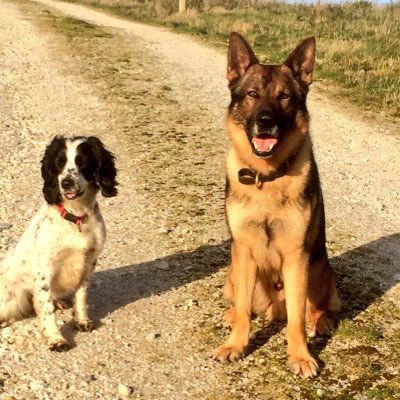 Police dogs Cosmic & Skye working with our dad Sgt James Little for D&C Police part of the Alliance Dog Section. Don't report crime here, please call 999 or 101