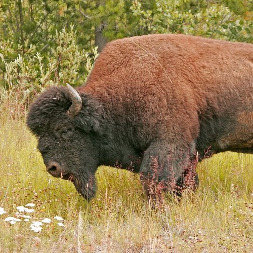 We are Wood Buffalo National Parks, we are the largest national park and home to the famous Wood Bison. There have many fun activities for the family!