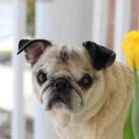 Charleston Chew Pug (@charlestonpug) 's Twitter Profile