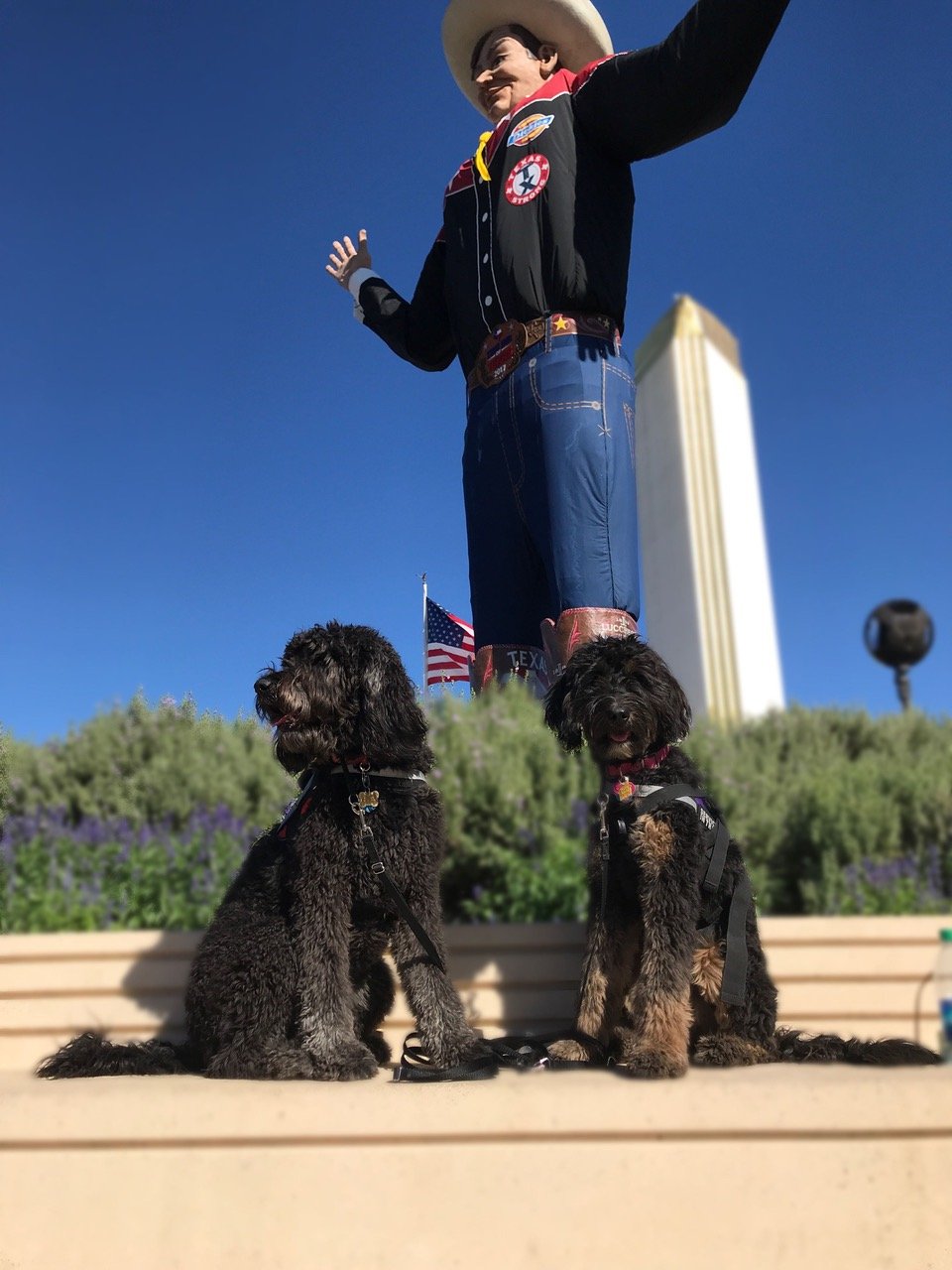 dogs_in_vests's profile picture. • Partnering with service Animals
• Empowering Narratives of Families 
• Raising & Training