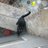 Victor_Barac's profile image