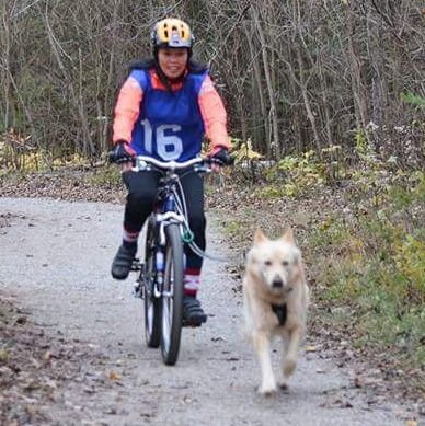 Outdoorsy 🛶🚣
Musher Mom 🐾🚴
My Shepsky goes bikejoring, Skijoring and  💓 Canicross!