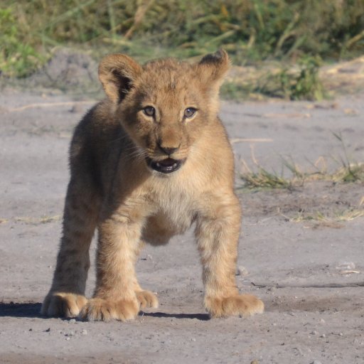 Denssafari's profile picture. African safari tours and travel...