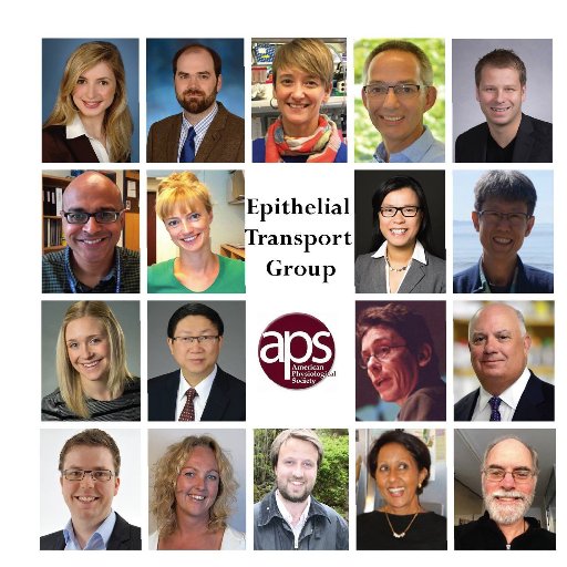 Official Twitter handle for The Epithelial Transport Group (ETG). Cross-section of the traditional American Physiological Society @APSPhysiology