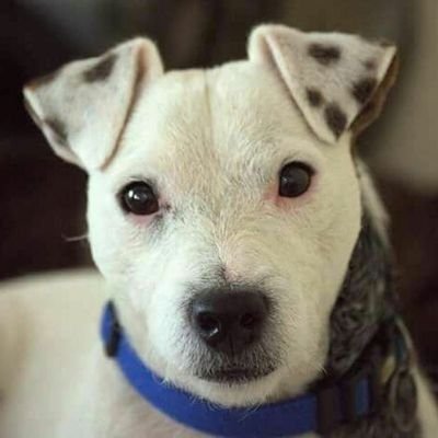 happydaysdogs's profile picture. Professional Dog Walking Service, covering Burgess Hill & surrounding areas.