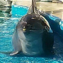 ice_drop_02's profile picture. スイーツを作るのも、食べるのも好き。

今は、大好きな人が出演するイベントに行けるように願ってる(*´-`)