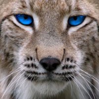 ππππππππ ππππππππ (@wmhswildcats) 's Twitter Profile
