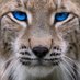 𝐖𝐈𝐋𝐃𝐖𝐎𝐎𝐃 𝐖𝐈𝐋𝐃𝐂𝐀𝐓𝐒 (@wmhswildcats) Twitter profile photo