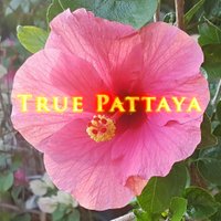 TruePattaya (@true_pattaya) 's Twitter Profile