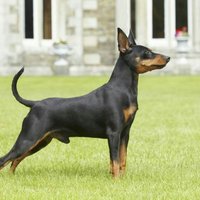 D. Pinscher (@almostdobermann) 's Twitter Profile