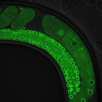 ClaycombLabUT (@claycomb_lab) 's Twitter Profile