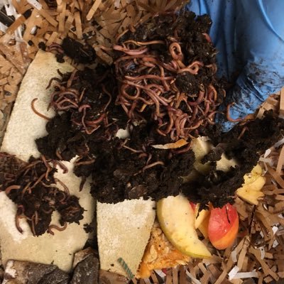 Happy red wiggler #worms making #BlackGold #WormCastings galore in the Blue Ridge Mountains of Western NC,🇺🇸