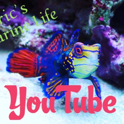 Ericsmarinelife's profile picture. I’m a reef nerd that loves the saltwater marine hobby with a YouTube channel (Eric’s Marine Life) so come check me out.