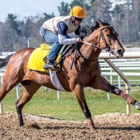 Jose Lopera (@loperaracing) 's Twitter Profile