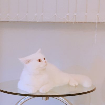 yingjingwu's profile picture. 🦄