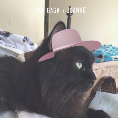 LucyBusterBooks's profile picture. My LIFE is my family, friends and my Lucy & Buster. 😻😻Proud Liberal. #NotMyPresident~#CatsOfTwitter~#Everytown~ #Str8NOH8~#NotOneMore~#Weeti~#Resistance