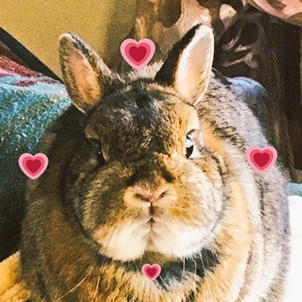 Your Bunny Behavioral Specialist uniting Bunny Lovers Worldwide with advice, fuzzy antics and guidance for your lovable lagomorph!