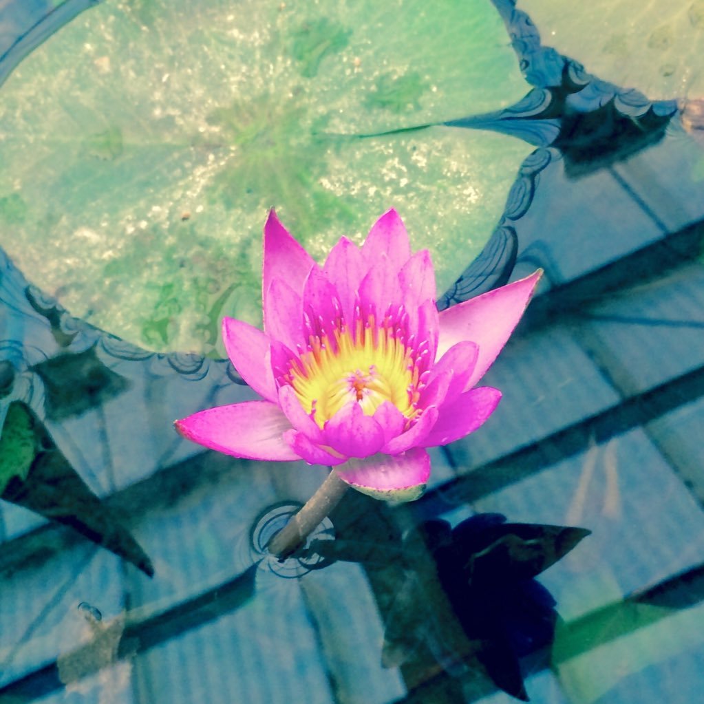 nordland1920's profile picture. 誕生石はアレキサンドライト