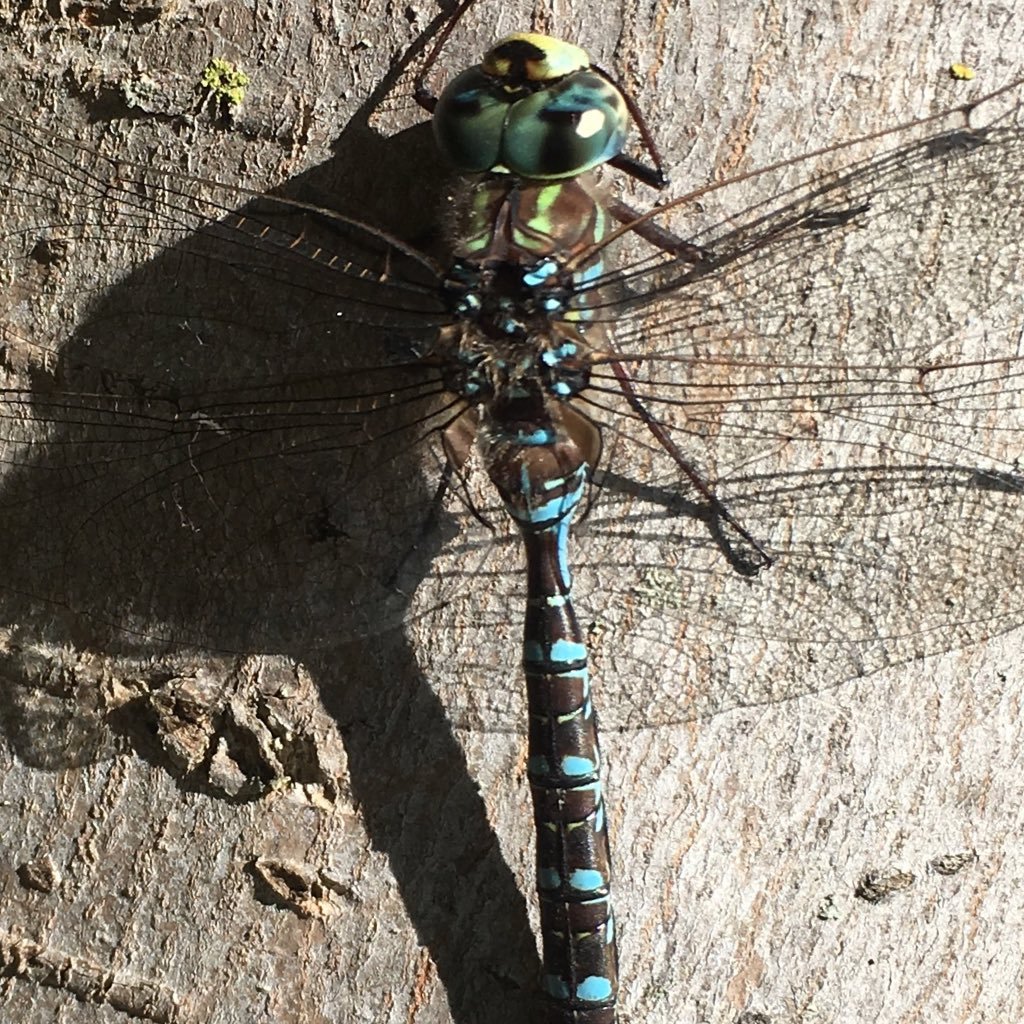 44N93W's profile picture. North. Local. Animal.