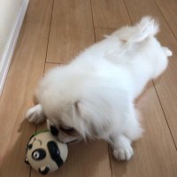 ぺき🍮 (@mochimaru54) 's Twitter Profile Photo