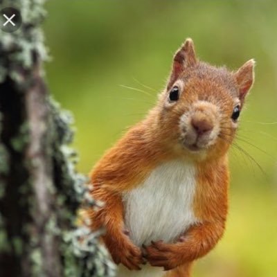 Official Twitter account of the Quincy University Campus squirrels. We need a voice too ✊🏻🐿