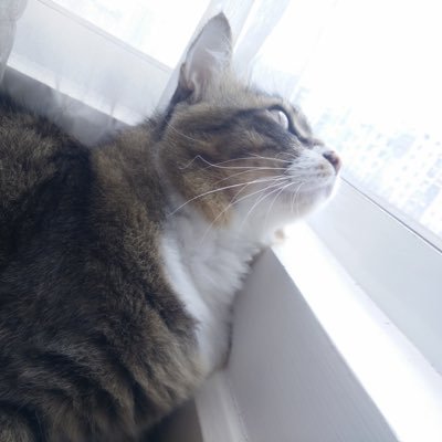 dawnmuffer's profile picture. 18⬆️ 猫好き 「followだけのアカウント」 プロフィールのはうちの猫